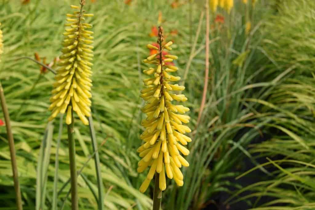 Kniphofia 'Sunningdale Yellow' ---